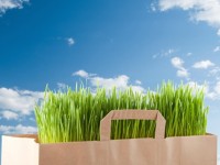Green packing protects the environment, but it can also make brands more noticeable to customers.