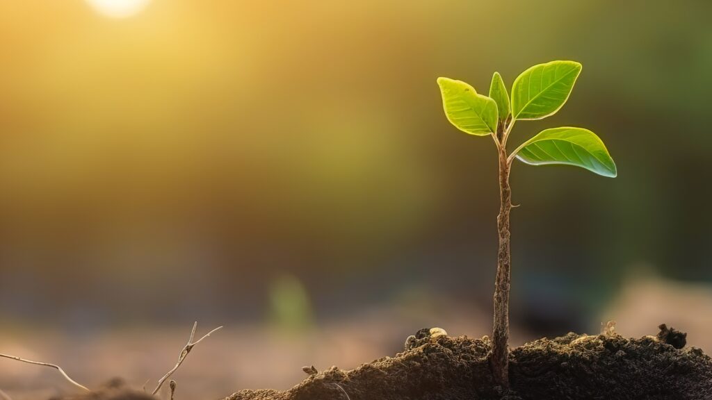 shoot with leaves against a backdrop of sunshine